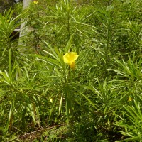 Cascabela thevetia (L.) Lippold